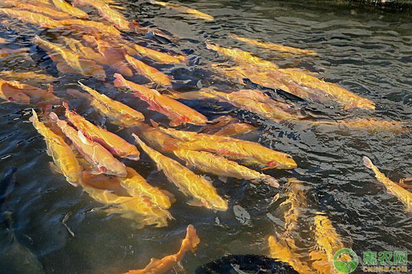 龍魚喂養(yǎng)顆粒飼料怎么喂的，如何喂養(yǎng)龍魚顆粒飼料