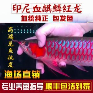 如何挑選紅龍魚苗圖解，紅龍魚苗發(fā)色過(guò)程詳解
