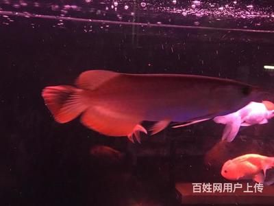 如何挑選紅龍魚苗圖解，紅龍魚苗發(fā)色過(guò)程詳解