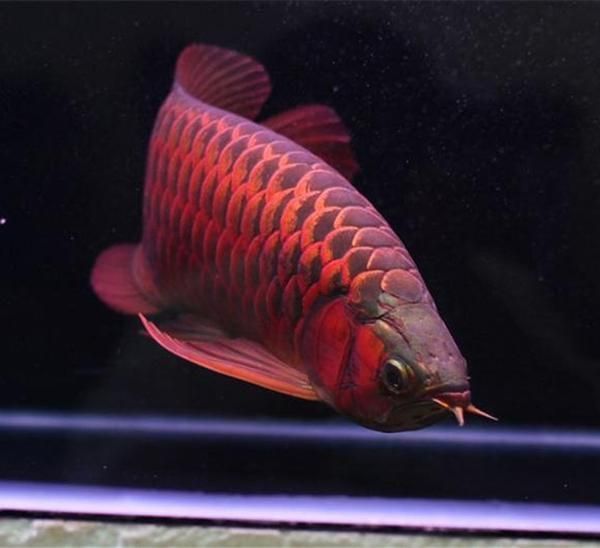 龍魚拍賣價格，龍魚拍賣價格影響因素