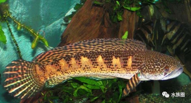 哪個品種的雷龍魚好看又便宜，既好看又便宜的雷龍魚品種