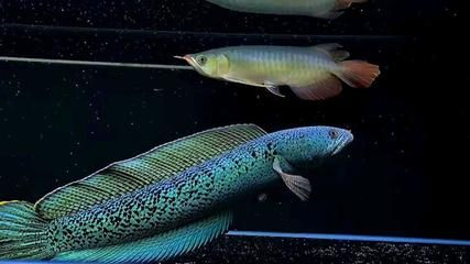 雷龍魚品相怎么看（判斷雷龍魚的品相需要綜合考慮多個方面雷龍魚的品相）