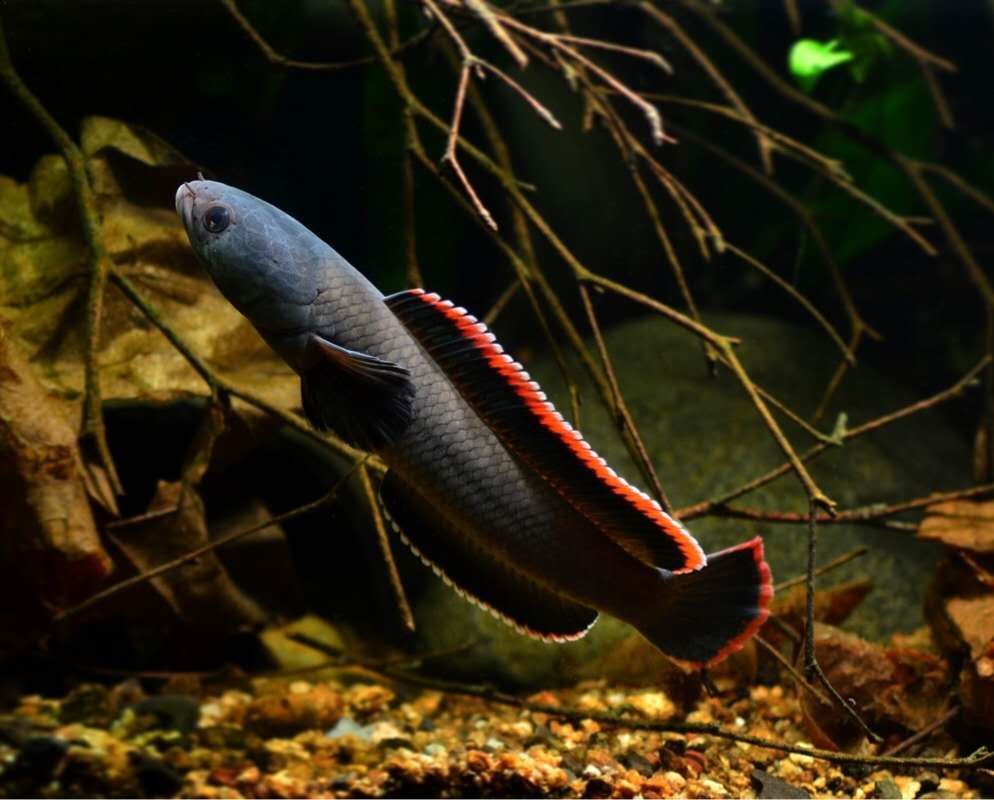 雷龍魚品相怎么看（判斷雷龍魚的品相需要綜合考慮多個方面雷龍魚的品相）