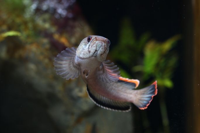 雷龍魚品相怎么看（判斷雷龍魚的品相需要綜合考慮多個方面雷龍魚的品相）