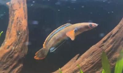 雷龍魚品相怎么看（判斷雷龍魚的品相需要綜合考慮多個方面雷龍魚的品相）