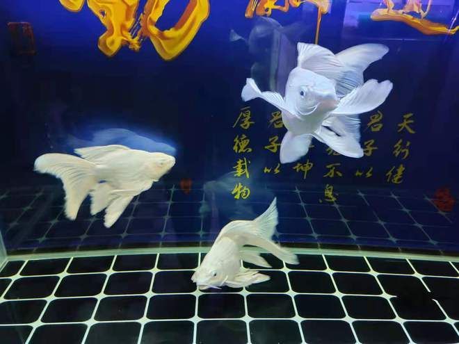 龍魚入缸幾天換水，如何判斷龍魚水質適宜，龍魚換水的最佳時間點