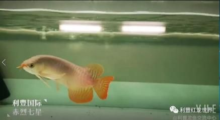 龍魚入缸幾天換水，如何判斷龍魚水質適宜，龍魚換水的最佳時間點
