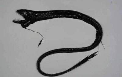 龍魚(yú)不愿意吃食怎么辦，龍魚(yú)不愿意吃東西怎么辦