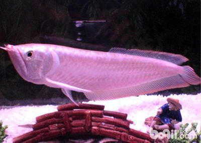 金龍魚和啥魚混養(yǎng)好（金龍魚混養(yǎng)的喂食技巧金龍魚混養(yǎng)的喂食技巧）