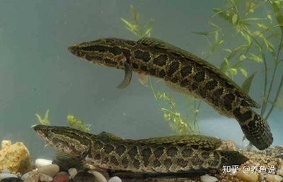 雷龍魚哪個品種最好，雷龍魚中最受歡迎的品種：紅龍魚與七彩雷龍的區別