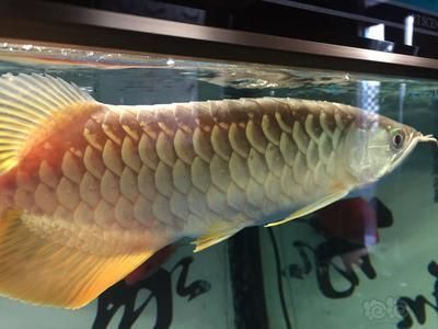 金龍魚國標(biāo)，金龍魚的“國標(biāo)”是指其產(chǎn)品符合中國的食品安全國家標(biāo)準(zhǔn)