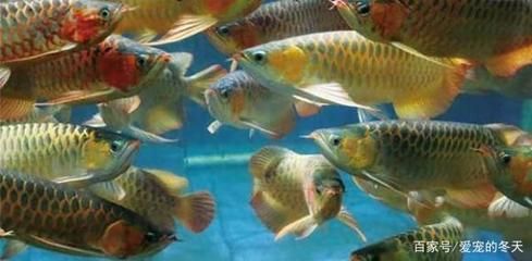 龍魚打架身體被咬爛多久恢復，如何判斷龍魚打架身體被咬爛的恢復時間