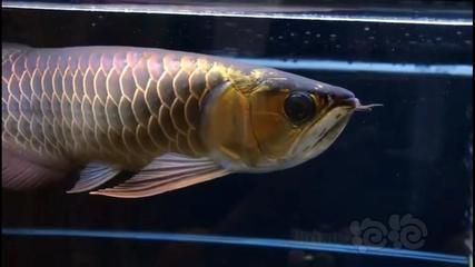 藍底古典過背金龍魚和金頭金龍魚哪個好，藍底古典過背金龍魚和金頭金龍魚各有優劣