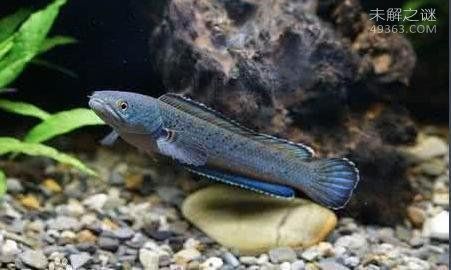 雷龍魚好養嗎怎么養，雷龍魚的養殖技術要點，雷龍魚飼養常見問題