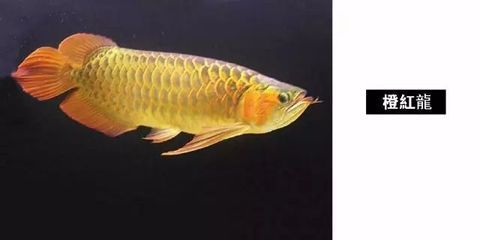 龍魚品質如何鑒別的