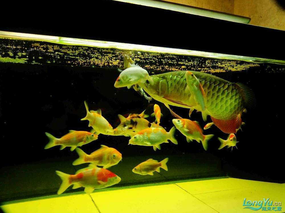 金龍魚缸價格多少合適，金龍魚缸價格一般多少錢