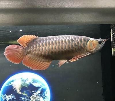 龍魚短身和正常身區別，短身龍魚與正常身龍魚的區別