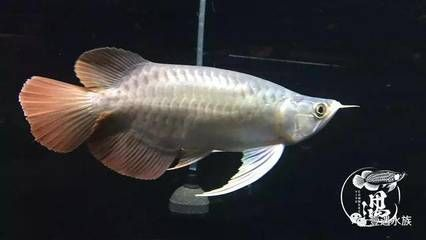 龍魚臉上起泡是否能自愈，龍魚臉上起泡多久會自愈，龍魚臉上起泡多久會自愈龍魚臉上起泡多久會自愈
