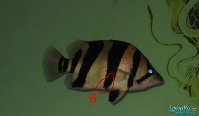 虎魚紋路鑒別方法（虎魚紋路與品種關系）