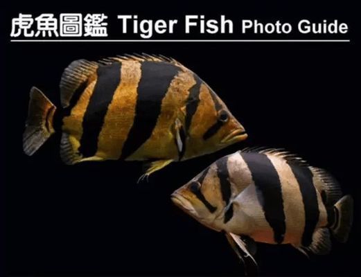 虎魚紋路鑒別方法（虎魚紋路與品種關(guān)系）