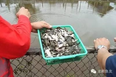 紅龍魚苗好養嗎怎么養，紅龍魚苗養殖常見誤區