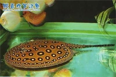 龍魚跟清道夫一起養(yǎng) 為什么清道夫死了龍沒有事，龍魚和清道夫一起養(yǎng)時清道夫死了而龍魚沒有事的原因