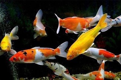 龍魚跟清道夫一起養 為什么清道夫死了龍沒有事，龍魚和清道夫一起養時清道夫死了而龍魚沒有事的原因