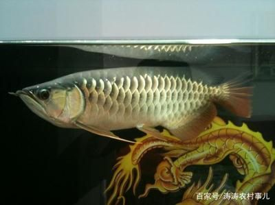 金龍魚養殖的注意事項有哪些，養殖金龍魚的注意事項
