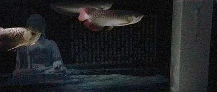 龍魚燈白天開還是晚上開好：龍魚燈開閉時間，有幾個關鍵點需要注意，龍魚燈白天開還是晚上開好