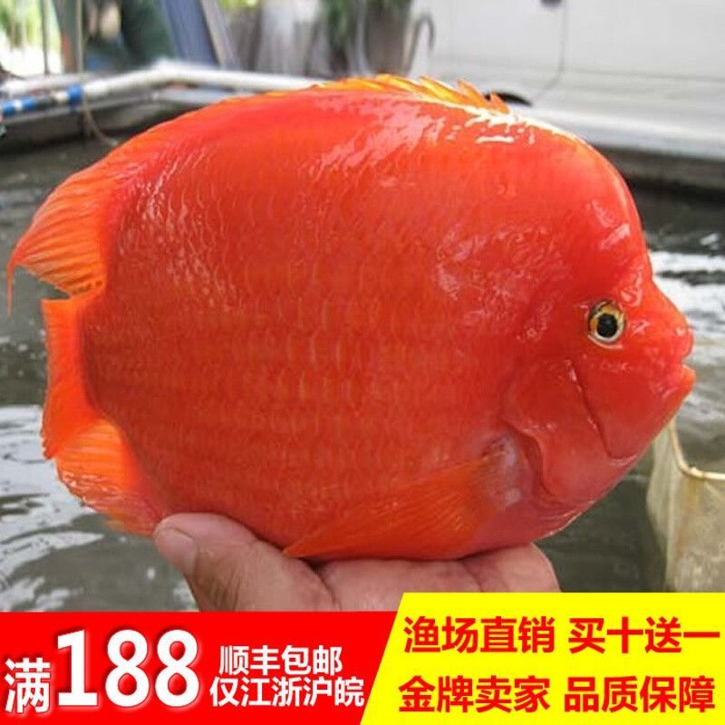 財(cái)神鸚鵡魚，如何鑒別真假財(cái)神鸚鵡魚