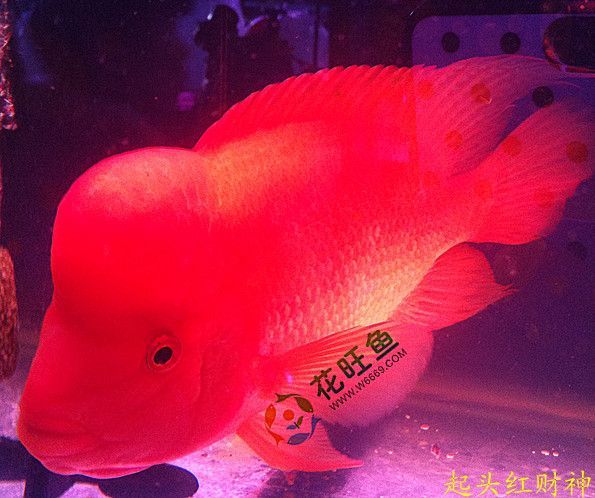 財神鸚鵡魚，如何鑒別真假財神鸚鵡魚 財神鸚鵡魚，如何鑒別真假財神鸚鵡魚 龍魚百科 第5張