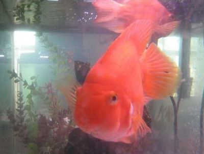 財神鸚鵡魚，如何鑒別真假財神鸚鵡魚 財神鸚鵡魚，如何鑒別真假財神鸚鵡魚 龍魚百科 第6張