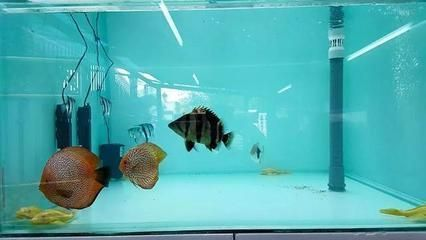 龍魚用什么過濾器材最好呢（養龍魚濾材放什么合適過濾器材放什么合適龍魚過濾器材）
