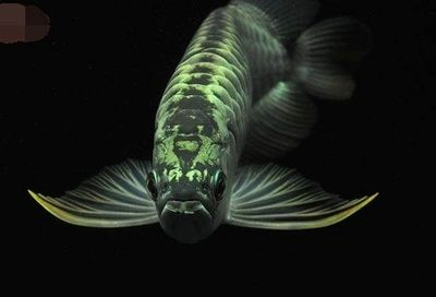龍魚用什么過濾器材最好呢（養龍魚濾材放什么合適過濾器材放什么合適龍魚過濾器材）