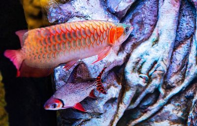 龍魚最好的配魚方式，健康龍魚配魚水質(zhì)管理技巧，龍魚混養(yǎng)環(huán)境布置指南