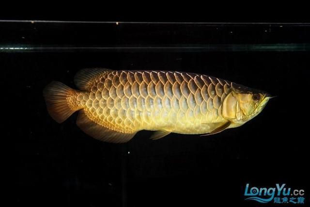 過背金龍魚什么意思：“過背金龍魚”的飼養要點：過背金龍魚的飼養要點