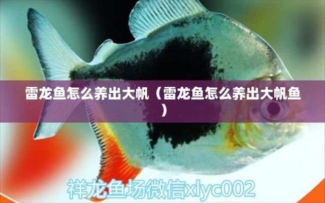 雷龍魚怎么喂大帆，如何判斷雷龍魚健康狀態