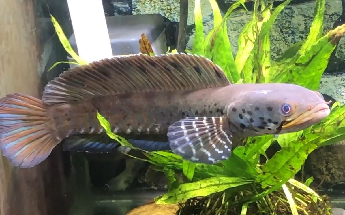 雷龍魚怎么喂大帆，如何判斷雷龍魚健康狀態