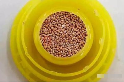 紫羅蘭龍魚多少錢：探秘水下精靈，紫羅蘭龍魚的奧秘與魅力