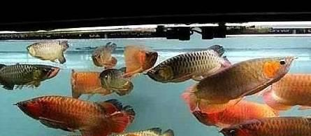 龍魚最佳搭配，龍魚與天使魚混養注意事項龍魚混養水質管理方法