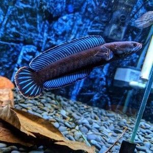 雷龍魚能養(yǎng)幾條魚，如何選擇適合雷龍魚的魚缸