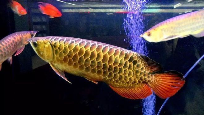 龍魚怎么區分亞成魚和成魚的區別，如何判斷龍魚的亞成魚和成魚
