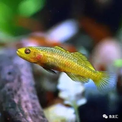 雷龍魚苗品種，雷龍魚苗品種包括紅尾雷龍、藍尾雷龍、黃尾雷龍和黃尾雷龍