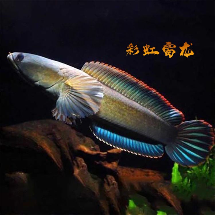 雷龍魚苗品種，雷龍魚苗品種包括紅尾雷龍、藍尾雷龍、黃尾雷龍和黃尾雷龍