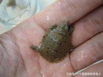 龍魚吃蝦嗎，龍魚吃蝦的注意事項