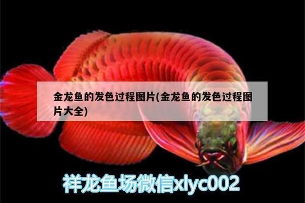 金龍魚怎么發色成金黃色