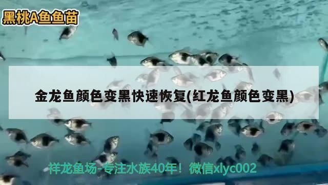金龍魚顏色變黑了