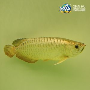 金龍魚膠泡發后粘粘的是什么,金龍魚膠泡發后為什么會出現粘粘的現象 龍魚百科 第4張 金龍魚膠泡發后粘粘的是什么,金龍魚膠泡發后為什么會出現粘粘的現象 金龍魚膠泡發后粘粘的是什么,金龍魚膠泡發后為什么會出現粘粘的現象 龍魚百科 第4張