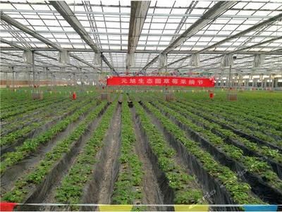 龍魚喂什么食物好養活一點：飼養龍魚應該注意哪些問題？