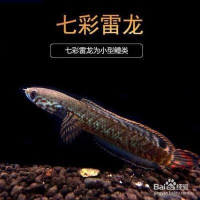 哪種雷龍魚體型最小最好養(yǎng)，七彩雷龍魚體型最小且最容易養(yǎng)殖的雷龍魚品種